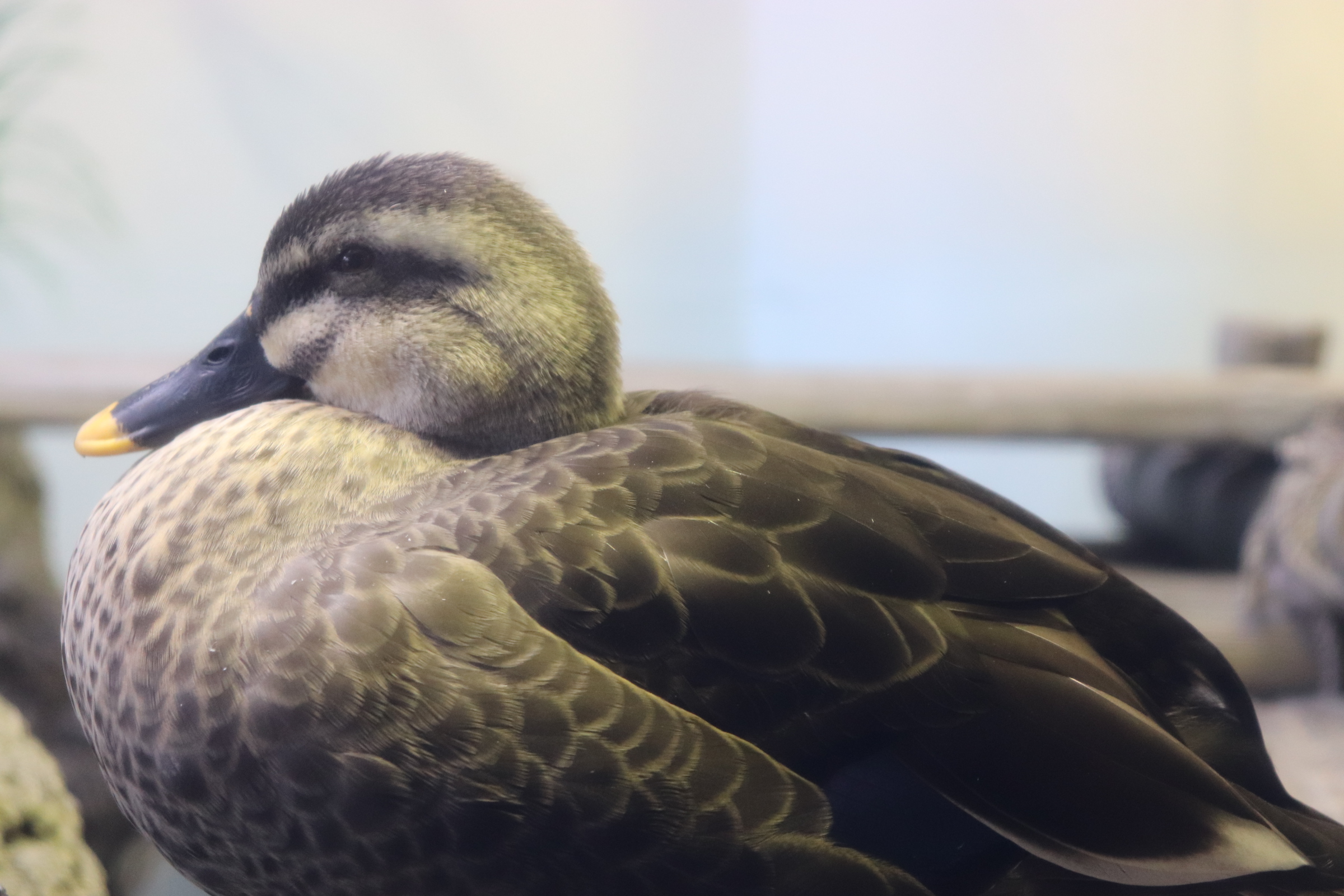 散歩の途中で撮ったカルガモの横顔（個人の記録）